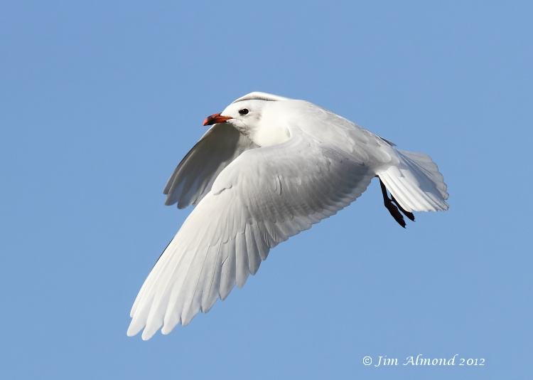 Mediterraneran Gull adult Winter flight  upperwing 29 9 12  IMG_0032